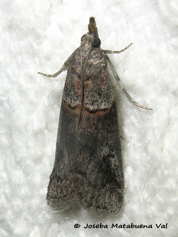 Acrobasis sp. - Pyralidae